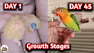 Lovebird growth stages | first 41 days From Egg to Adult