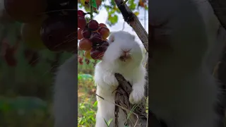 The little rabbit eats the bursting grapesRabbitPastoral little cute pet