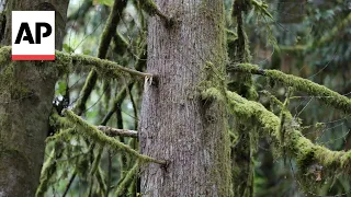 Explaining ‘assisted migration’ for trees