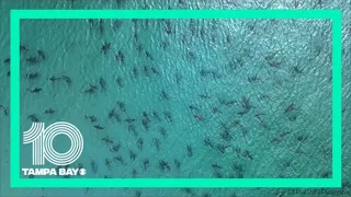 Drone captures blacktip sharks swimming near Singer Island