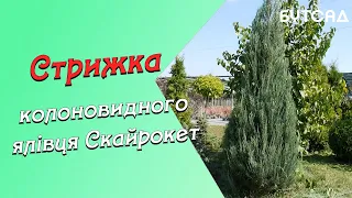 Стрижка Колоновидного ялівця Скайрокет. UA та RUS субтитри