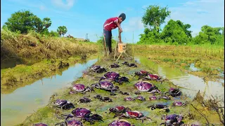 Season Low Water After Flood - A Fisherman Finding & Catch Crabs For Food A Lot At Rice Field