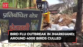 Bird flu outbreak hits Jharkhand, around 4000 birds culled