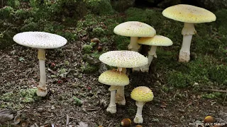 Ecological Importance of Fungi Webinar Recording