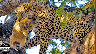 Leopardo Mata Cachorro De León, Madre León Aplasta El Cuerpo Del Leopardo En Pedazos Para Vengarse