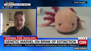 Saving Mexico's axolotl from extinction in the wild