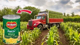 This is How Factories MAKE SWEET CORN in CANS | How Thousands of TONS of CORN are HARVESTED