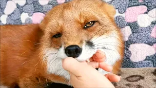 Наглая лиса нежно жует руку