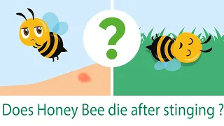 Why does honey bee die after stinging ?