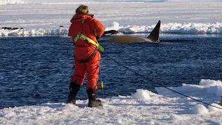 World Orca Day with  Ingrid Visser