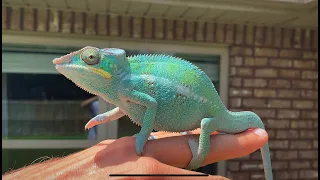 How to TAME a CHAMELEON
