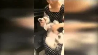Woman Shreds Metallica Song On Dog's Belly *EPIC GUITAR SOLO*