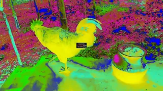 Rooster Crowing HD Video Effects (Sponsored By Preview 2 Effects)