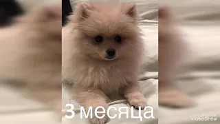 Как менялся немецкий шпиц от 3 месяца до 1 год  3  месяцев