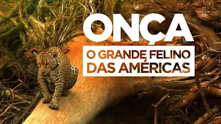 Onça, o Grande Felino das Américas