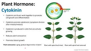 Plant Hormones: Cytokinin | Biology