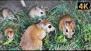 Mouse Video For Cats To Enjoy - Videos For Cats To Watch Mouse Fun In Deep Forest - Cat Tv Mouse