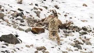 Hemis National Park Ladakh 🏔️ Wild Snow leopard🐆