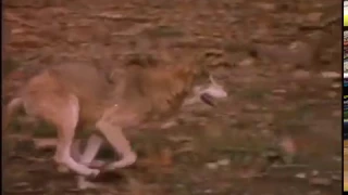 FREE FOOTAGE   Wolf Running Slow Motion