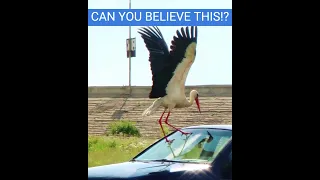 Stork ATTACK !!! 😱😱😱 #shorts