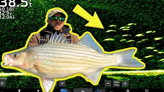 Livescoping GIANT Early Spring Fish in Kansas!!