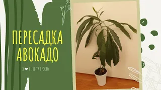 🌱🌿🥑 ПЕРЕСАДКА авокадо в більший горщик 🌱🌿🥑 особливості пересадки АВОКАДО 🌱🌿🥑