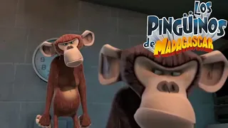 Los Pingüinos de Madagascar - La pelea (Completo)