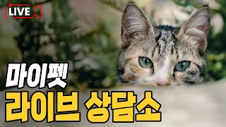 [제185화] 마이펫 라이브 상담소. 고양이 무엇이든 물어보세요.