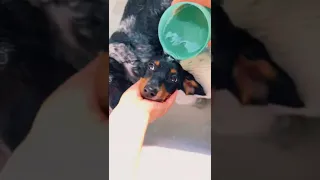 BATH TIME FOR 8 WEENIES! #viral #dog #dachshund #cute #shorts