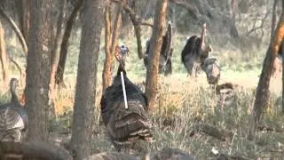 Primos  Archery Shot Placement On Turkeys