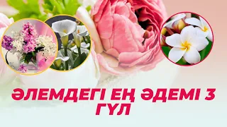 ӘЛЕМДЕГІ ЕҢ ӘДЕМІ 3 ГҮЛ 🌸 #гүлдер