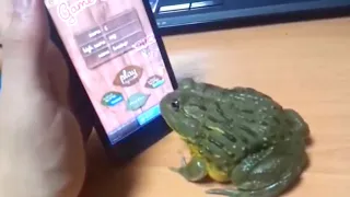 Frog Plays A  Bug Catching Game #shorts