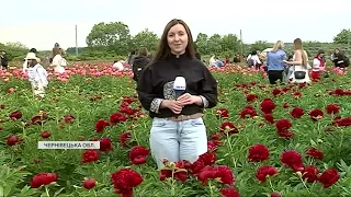 На Буковині РОЗКВІТЛО найбільше поле ПІВОНІЙ в Україні