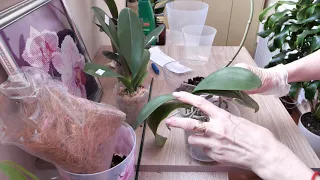 ПЕРЕСАДИТЬ орхидею... ЛЕГКО! и НОВАЯ орхидея из МЕЧТАЛОК
