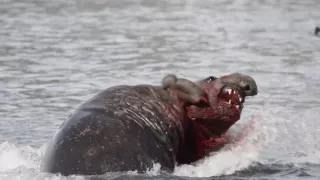 elephant seal fight