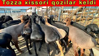 Surxondaryo XISSORI QOZILARI KELDI 9-oylik ☎️ 99-875-98-08 ☎️ 99-324-09-27