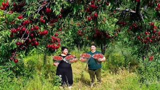 10000 CHERRY HARVEST - NATURAL CHERRY JUICE AND DELICIOUS PIE MAKING