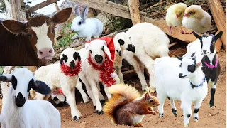 Farm animals , Sheep sound , Baby lamb , Goat Videos , chicken , cow dance , squirrel ,Rabbit Videos