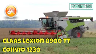 Harvest 2023 | Claas Lexion 8900 TT combine & Convio 1230 header
