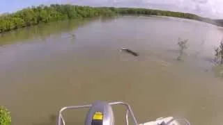 Cheeky Crocodile!