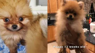 pomeranian puppy transformation 2 weeks to 12 weeks old