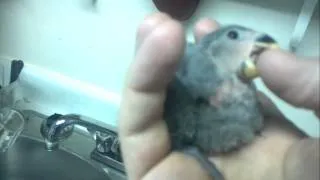 2 week old lovebird chick