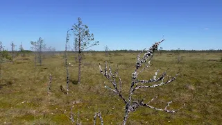 Море грибов и засады на дорогах. Поход к болоту Чаща-Ладва.