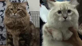 СИБИРСКИЕ КОШКИ -ГОРДОСТЬ РОССИИ! / SIBERIAN CATS AS A PRIDE OF RUSSIA - Cats&DogsTV, Mirkoshek