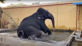 பேரூர் பட்டீஸ்வரர் கோவில் யானை ஆனந்த குளியல் | perur elephant bathing |