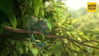Crazy funny animal - short film "Our wonderful nature - The common chameleon" by Tomer Eshed