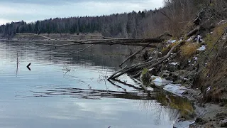 Рыбалка на окуня на таежной протоке! Спиннинг-отводной поводок. Пока не первый лед(