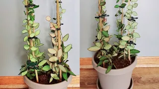 Plant Unboxing Featuring Hoya Sp. Aff. Burtnoniae