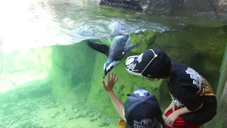 National Aviary names penguin after goalie Marc-Andre Fleury