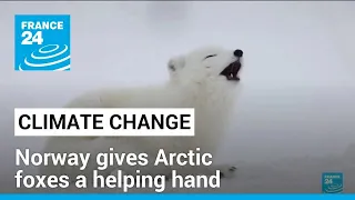 Norway gives Arctic foxes a helping hand amid climate woes • FRANCE 24 English